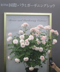 国際バラとガーデニングショウに行ってきました 黒田ハーブ農園 北海道 スタッフブログ